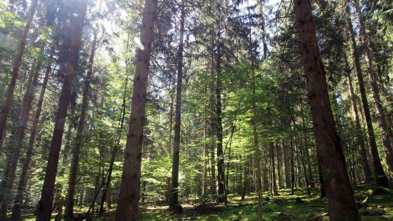 GRÜNE Siegen-Wittgenstein: Nationalpark als Chance begreifen